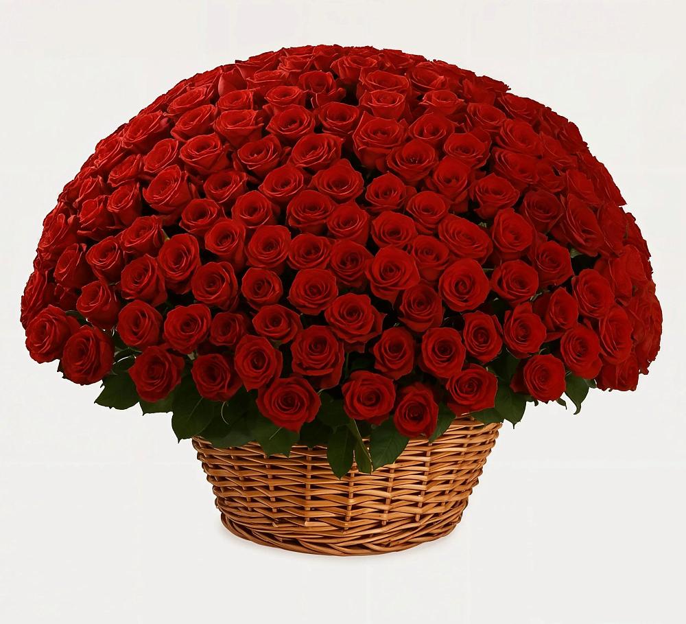 251 Премиум красная роза в Акбулаке Премиум букет из: Розы в Акбулаке